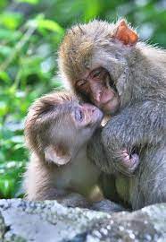 Pin By Gabriele Terink On Kiss Kiss With Animals Monkeys Funny Jigokudani Monkey Park Animals