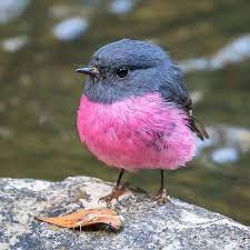 かわいい動物 全1204枚 twitterで話題の人気画像まとめ 新着順7ページ目 美しい動物 野鳥 美しい鳥