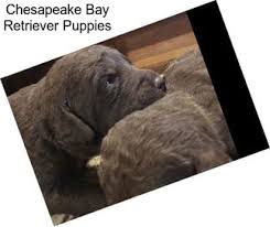 We did not find results for: Gun Dogs Chesapeake Bay Retriever For Sale In Durham Agriseek Com