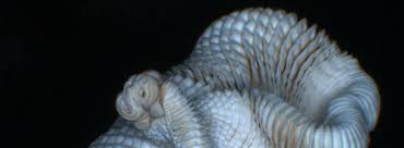 Könnte man denn nicht den bandwurm als mittel zum abnehmen benutzen? Home