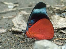 Image result for Phaulopsis sangana