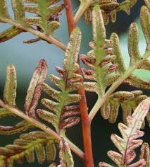 Image result for Pteris auquieri