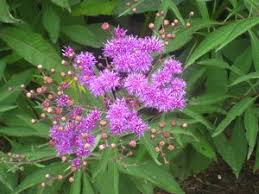 Image result for Vernonia glabra