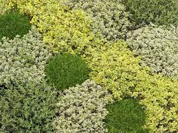 zoom 5 cles pour reussir un gazon de plantes couvre sol couvre sol plantes couvre sol culture d herbes