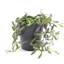Image result for Senecio purpureus