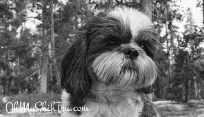 Shih tzus near thornton, colorado. Black White Sunday Shih Tzu In Truckee Oh My Shih Tzu