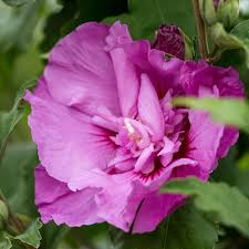 Image result for Hibiscus torrei