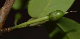 Image result for Pentaphylacaceae