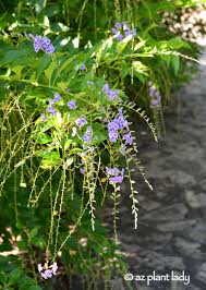 Image result for Duranta erecta