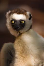 Verreaux S Sifaka Portrait Monkeys Funny Animals Beautiful Animal Planet