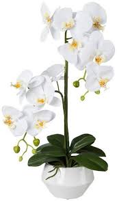 kunstpflanze orchidee phalenopsis im keramiktopf h 52 cm online kaufen otto kunstpflanzen pflanzen kunst orchidee