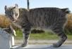 Highlander Cat Breed - Cat Pictures & Information