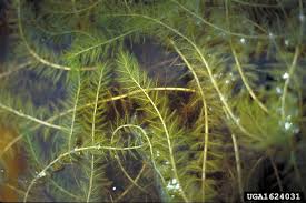 Image result for Myriophyllum spicatum