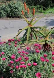 Image result for Arctotis rogersii