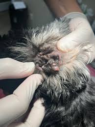 Image result for mold in the ear dog