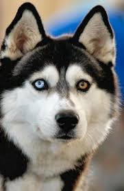 77 Best Husky Eyes Images Husky Husky Puppy Cute Dogs