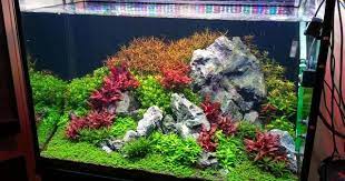 Xz S 3ft High Tech Low Tech Nano Experiments Aquascape Aquarium 3ft Fish Tank Aquascape