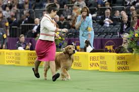The 2020 westminster winners are: Westminster Dog Show On Twitter The Winner Of The Sporting Group Is Daniel The Goldenretriever Wkcdogshow