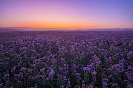 For example, some flowers don't open fully until the sun is high in the sky, while others follow the sun's path in order to stay facing the light. Hd Wallpaper Flowers Field Landscape Purple Flower Sky Summer Sunset Wallpaper Flare