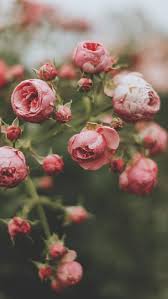 Make sure to follow this board for daily new mobile backgrounds. Flower Wallpaper Iphone