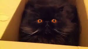 Black And White Cat With Orange Eyes Black Persian Cats With Orange Eyes Pets Photos Persian Cat Owl Cat Cool Cats