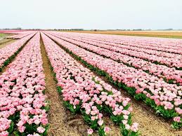 We did not find results for: The Tulip Fields Of Holland Where To See Them And How To Get There