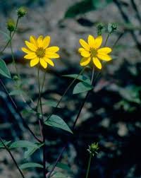 Helianthus Laevigatus Aug Sept Dark Stems Wood Thrush Offers It Flora Plants Virginia