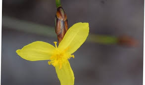 Image result for Xyris congensis