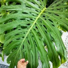 Check spelling or type a new query. House Plant Journal Monstera Level 3 Secondary Holes Along The