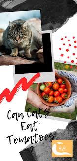 They are fine in limited amounts and. Can Cats Eat Tomatoes Tomatoes Are Delicious For Us And We Use Them As Fresh Vegetables In Salads Put Them In Many Dishes And Als Eat Fresh Vegetables Tomato