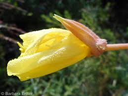 Image result for Otomeria elatior