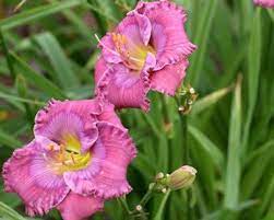 We did not find results for: Hemerocallis Lavender Blue Baby