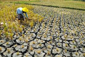 Umumnya la nina menguat di oktober dan menyebrang tahun ke februari, kemudian meluruh lagi menjelang april atau mei tergantung kekuatan bertahannya fase dingin laut di equator pasifik. Https Enviro2 Doe Gov My Ekmc Wp Content Plugins Download Attachments Includes Download Php Id 87127