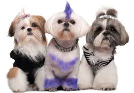 How to diy shih tzu haircut at home. The Best Shih Tzu Haircuts Find One For Your Dog K9 Web