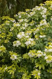 Aka mexican orange or mock orange. 3x Choisya Ternata Sundance Mexican Orange Aromatic Rounded Evergreen Shrub Garden Outdoors Hedges Shrubs