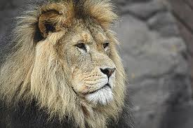 The leo ruled by the sun (soul) and taurus by venus (love) indicates a natural affinity for each other, just as that of the soul's desire for love. Leo Compatibility Who Are Leos Most Compatible With
