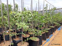 Image result for Colophospermum mopane