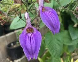 Image result for Brillantaisia lamium
