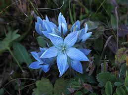 Image result for Swertia pleurogynoides