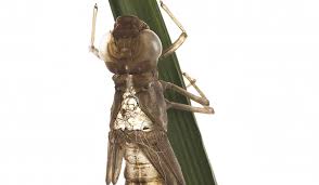 Image result for Exotheca