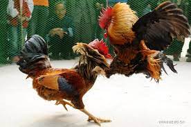 Check out our fighting roosters selection for the very best in unique or custom, handmade pieces from our shops. Rooster Fights In Japanese Art Google Search Animals Fighting Rooster Rooster