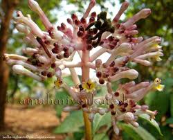 Image result for Chassalia parvifolia