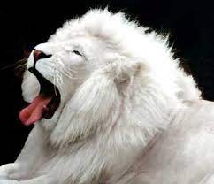 Albino Animals Unusual Animals Albino Animals Rare Animals