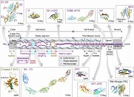 Maybe you would like to learn more about one of these? Layout Of Titin In The Half Sarcomere And Atomic Structures Of Titin Download Scientific Diagram