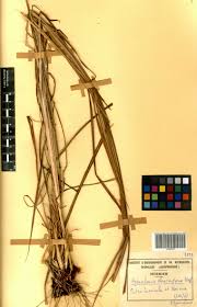 Image result for Hyparrhenia nyassae