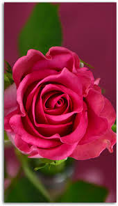 Choose from 130000+ pink graphic resources and download in the form of png, eps, ai or psd. Pink Rose Mobile Wallpaper Hd Pink Rose Wallpaper Mobile 485x550 Png Clipart Download