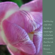 It doesn't struggle to be different than a rose. Pink Tulip With Anais Nin Quote Photograph By Heidi Hermes