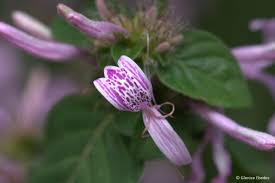 Image result for Hypoestes sp. aff. aristata B