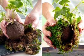 Kokedama is the practice of taking the root ball of a plant and suspending it in a mud ball, which is then coated with soft green moss. How To Make A Kokedama Garden Gate