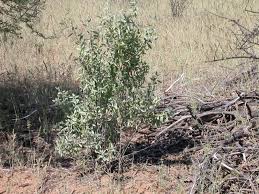 Image result for Montinia